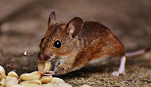 24 Hour & Emergency Exterminators in South Gastonia, NC